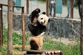 Medvedík Panda mal depresiu: Chovateľ ho zachránil neuveriteľným trikom!