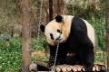 Medvedík Panda mal depresiu: Chovateľ ho zachránil neuveriteľným trikom!