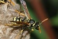 Komár, včela či osa: Viete, koho uštipnutie bolí najviac?