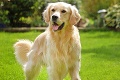 Košický zoznam zdaňovaných psov: Najobľúbenejší je        kríženec pred teriérom!