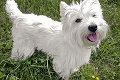 Košický zoznam zdaňovaných psov: Najobľúbenejší je        kríženec pred teriérom!