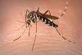 Dosť bolo povier o sladkej krvi: Podľa čoho si komáre vyberajú ľudské obete?