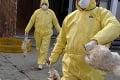 Vysoko patogénny vírus: Vtáčia chrípka v Južnej Kórei