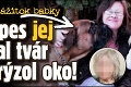 Hororový zážitok babky: Vlastný pes jej ohlodal tvár a vyhrýzol oko!