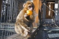 Malý makak Maxo vycestuje za frajerkou až na Ukrajinu: Rande naslepo!