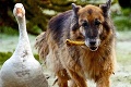 Nemeckého ovčiaka Rexa láska zachránila pred smrťou: Moja frajerka je hus