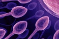 Ako rozhýbať lenivé spermie? Až v 85 % je príčinou neplodnosti muž!