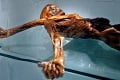 Pračlovek Ötzi má 19 potomkov v Tirolsku: DNA testy robili darcom krvi