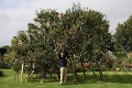 Je to vôbec možné? Na tomto strome rastie 250 odrôd jabĺk!