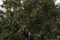 Je to vôbec možné? Na tomto strome rastie 250 odrôd jabĺk!