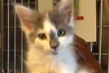 Toto zvrátené VIDEO nie je pre každého: Mačiatko šmarili do mikrovlnky, zapli ju a...