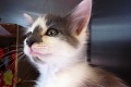 Toto zvrátené VIDEO nie je pre každého: Mačiatko šmarili do mikrovlnky, zapli ju a...
