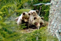 Turisti, pozor! Štrbské Pleso okupuje medvedica s mláďatami