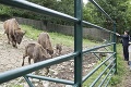 Japonský princ navštívil bratislavskú zoo: Zubra nakŕmil mrkvičkou