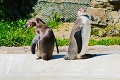 Najzamilovanejšie páriky v našich zoo: Milujeme sa aj žiarlime presne ako vy!