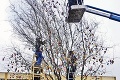 Východniarsky veľkonočný stromček: Vŕba „zakvitla“ vyše 2 600 kraslicami