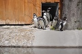 Zoznámte sa! V košickej ZOO dostanú tučniaky svoju tabuľku