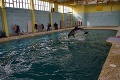Poplach v Čiernom mori: Ukrajincom ušli tri vycvičené a ozbrojené delfíny!