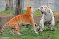 Hrdzavá tigrica Dora sa ukázala návštevníkom