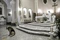Psík chodí každý deň do kostola: Čaká, kedy sa mŕtva majiteľka vráti