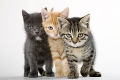 Veterinári vyvracajú predsudky o mačkách: Najprítulnejšia je sphynx