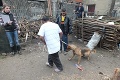 V rómskej osade lapali psy: Vrátia sa sem vykastrované