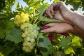 Chardonnay v ohrození: Úroda hrozna je najhoršia za 50 rokov