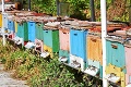 Najmenej medu za 30 rokov: Prinúti to včelárov zdražovať?