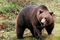 Zatúlaný medveď blízko Bratislavy: Na šelmu sa strieľať nebude!