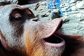Najlepšie grimasy v zoo: Šimpanzy robia opičky do kamery!