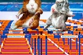 Vtipný olympijský kalendár: Morčatá si idú po zlato!
