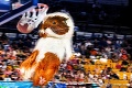 Vtipný olympijský kalendár: Morčatá si idú po zlato!