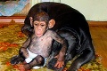 Opičku si adoptoval mastif: Ja som tiež psík!