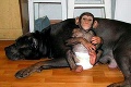 Opičku si adoptoval mastif: Ja som tiež psík!