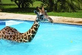 Žirafa Monduli z Tanzánie: Tomu sa povie život na vysokej nohe!
