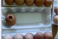 Škandál naberá na obrátkach: Zhnité vajcia našli už aj v obchode!