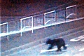 Hrozivý návštevník Prešova: Po centre sa špacíroval medveď