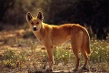 Súd po vyše 30 rokoch rozhodol: Dieťa uniesol a zabil divý pes dingo!