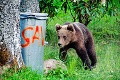 Štát povolil odstrel medveďa, ktorý ohrozoval ľudí v obci