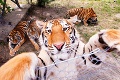 Tigre z Kostolnej oslavujú prvé narodeniny: Z mačiatok sú šelmy!