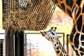 Pokrstili polročné mláďatko žirafy Salome: Uff, to seno je privysoko!