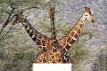 Unikátna zvieracia fotka: Trojhlavý drak? Nie, žirafy!