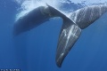Zábery, ktoré trhajú srdce: Spiacu veľrybu zmasakrovala nákladná loď
