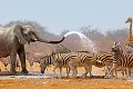 Čo všetko dokáže sloní chobot: Hej, zebry! Potrebujete schladiť?