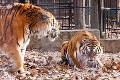 Tigrí tanec lásky pred nežnosťami: Takto si vyznali lásku