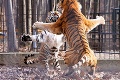 Tigrí tanec lásky pred nežnosťami: Takto si vyznali lásku
