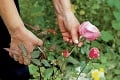 Takto získate záhon plný ruží: 6 vecí, ktoré by ste mali o ružiach vedieť