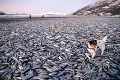 Ďalší potravinový škandál z Poľska: Skazené mrazené ryby!