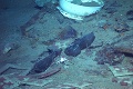 Desivý nález: Pri Titanicu našli prvé pozostatky cestujúceho