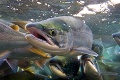 Prírodné divadlo na Aljaške: Ten losos je môj!